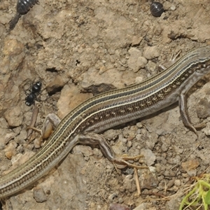 Ctenotus robustus at Strathnairn, ACT - Today by Harrisi