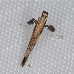 Caloptilia azaleella (Azalea Leafminer) at Melba, ACT - 20 Apr 2025 by kasiaaus