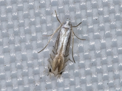 Phyllocnistis citrella (Citrus Leafminer) at Melba, ACT - 20 Apr 2025 by kasiaaus