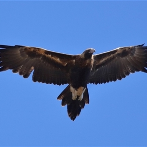 Aquila audax at Bonner, ACT - 18 Apr 2025 by TimL