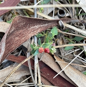 Einadia nutans subsp. nutans at Watson, ACT - Yesterday by Jennybach