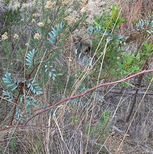 Indigofera australis subsp. australis at Hackett, ACT - Yesterday by Jennybach