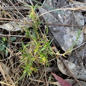 Stellaria pungens at Watson, ACT - Yesterday by Jennybach