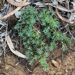 Styphelia humifusum at Hackett, ACT - Yesterday by Jennybach