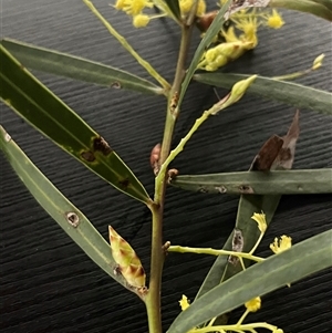 Acacia sp. at Lakes Entrance, VIC - Today by Ange