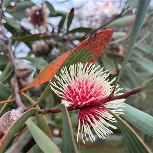Hakea laurina at Lakes Entrance, VIC - 21 Apr 2025 06:51 AM