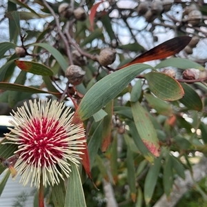 Hakea laurina at Lakes Entrance, VIC - 21 Apr 2025 06:51 AM