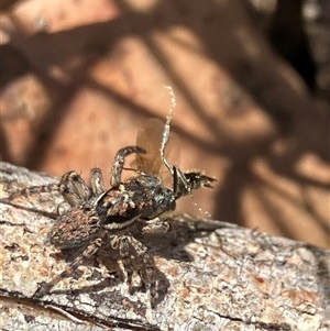 Opisthoncus sp. (genus) at Hall, ACT - Yesterday by strigo