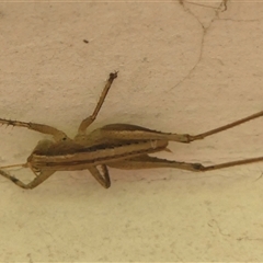 Requena sp at Braemar, NSW - 12 Apr 2025 01:12 PM