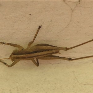 Requena sp at Braemar, NSW - 12 Apr 2025 01:12 PM