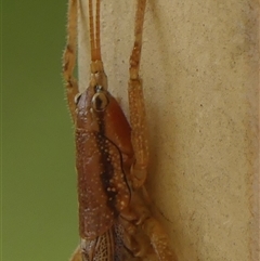 Coptaspis brevipennis at Braemar, NSW - 12 Apr 2025 11:56 AM