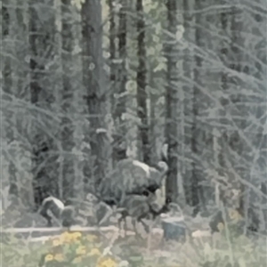 Dromaius novaehollandiae at Uriarra Village, ACT - 24 Nov 2024 by Bowie