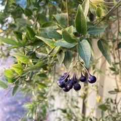 Solanum (genus) (Nightshades, soda apples, devils apples) at Hackett, ACT - 18 Apr 2025 by waltraud