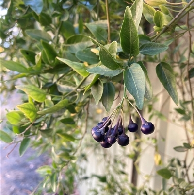 Solanum (genus) (Nightshades, soda apples, devils apples) at Hackett, ACT - 18 Apr 2025 by waltraud
