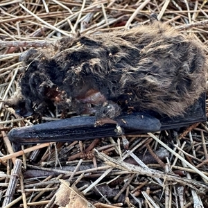 Unverified Microbat at Lyneham, ACT - Today by AndrewCB