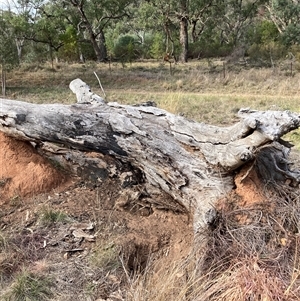 Oryctolagus cuniculus at Hackett, ACT - 20 Apr 2025 by waltraud