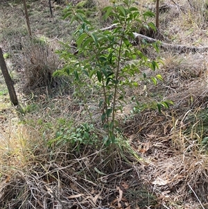 Ligustrum lucidum (Large-leaved Privet) at Hackett, ACT - 20 Apr 2025 by waltraud