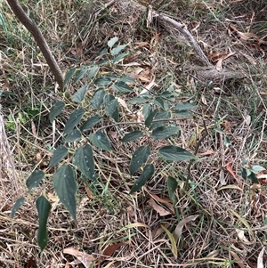 Celtis australis at Hackett, ACT - 20 Apr 2025 by waltraud