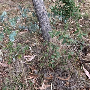 Celtis australis (Nettle Tree) at Hackett, ACT - 20 Apr 2025 by waltraud