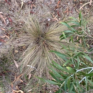 Nassella trichotoma (Serrated Tussock) at Hackett, ACT - 20 Apr 2025 by waltraud