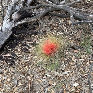 Nassella trichotoma (Serrated Tussock) at Watson, ACT - 20 Apr 2025 by waltraud