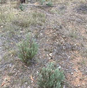 Acacia boormanii (Snowy River Wattle) at Kenny, ACT - 20 Apr 2025 by waltraud