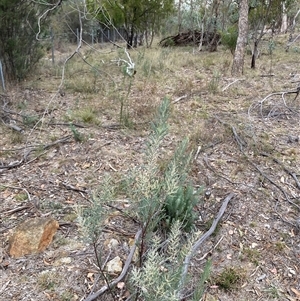 Acacia boormanii (Snowy River Wattle) at Kenny, ACT - 20 Apr 2025 by waltraud
