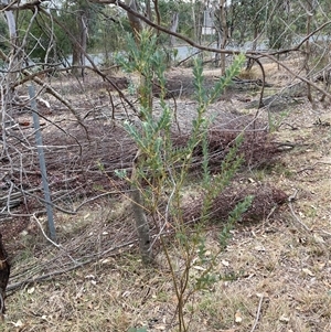 Acacia cultriformis at Kenny, ACT - 20 Apr 2025 by waltraud