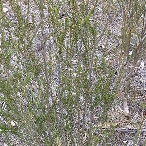 Melaleuca parvistaminea (Small-flowered Honey-myrtle) at Watson, ACT - 20 Apr 2025 by waltraud