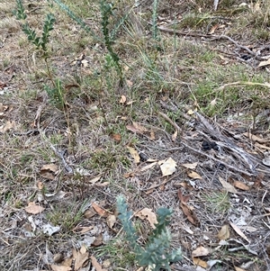 Acacia cultriformis at Kenny, ACT - 20 Apr 2025 04:54 PM