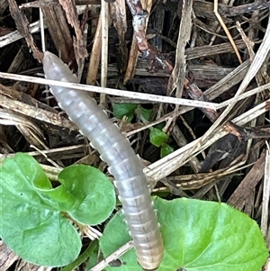 Unverified Millipede (Diplopoda) at Pretty Beach, NSW - Yesterday by Clarel