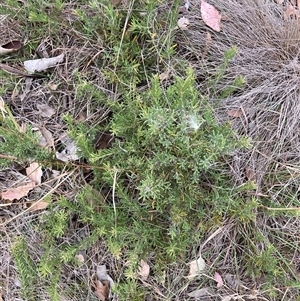 Grevillea sp. at Kenny, ACT - 20 Apr 2025 04:55 PM