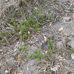 Grevillea sp. at Kenny, ACT - 20 Apr 2025 04:55 PM