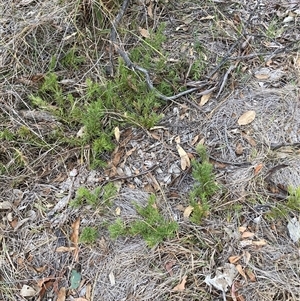 Grevillea sp. at Kenny, ACT - 20 Apr 2025 04:55 PM