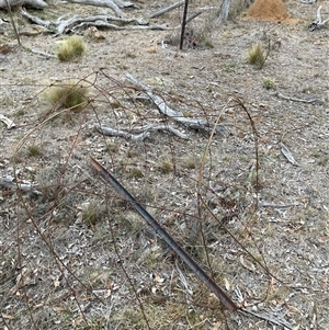 Nassella trichotoma (Serrated Tussock) at Kenny, ACT - 20 Apr 2025 by waltraud