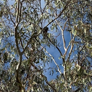 Callocephalon fimbriatum at Chapman, ACT - Today by LouiseSproule