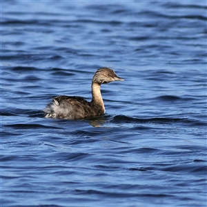 Poliocephalus poliocephalus at Hopetoun, WA - 8 Apr 2025 by MichaelWenke