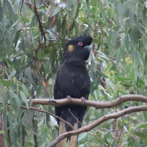 Zanda funerea at Kangaroo Valley, NSW - suppressed