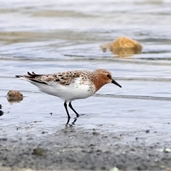 Calidris ruficollis at Hopetoun, WA - 9 Apr 2025 12:03 PM
