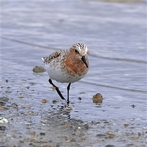 Calidris ruficollis at Hopetoun, WA - 9 Apr 2025 12:03 PM