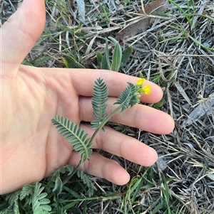 Ornithopus compressus at Gungahlin, ACT - 22 Apr 2025 10:11 AM