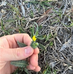 Ornithopus compressus at Gungahlin, ACT - 22 Apr 2025 10:11 AM