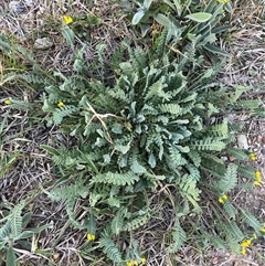 Ornithopus compressus at Gungahlin, ACT - 22 Apr 2025 10:11 AM