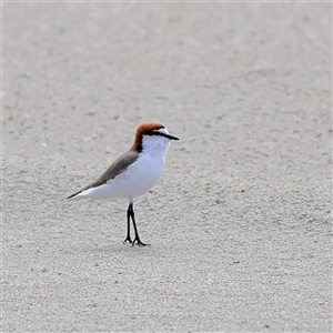 Anarhynchus ruficapillus at Hopetoun, WA - 9 Apr 2025 by MichaelWenke