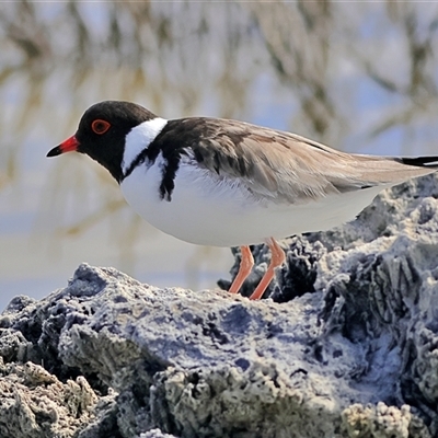 Charadrius rubricollis (Hooded Plover) by MichaelWenke