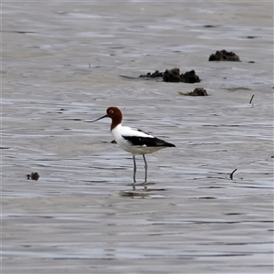 Recurvirostra novaehollandiae at Hopetoun, WA - 9 Apr 2025 12:14 PM