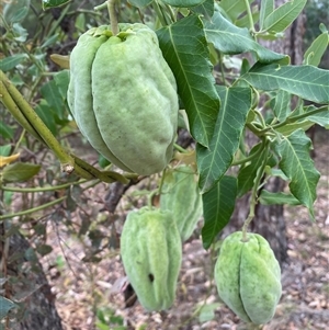 Araujia sericifera (Moth Plant) at Ainslie, ACT - Today by SteveBorkowskis