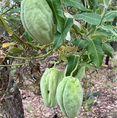 Araujia sericifera at Ainslie, ACT - 22 Apr 2025 10:31 AM