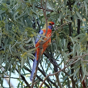 Platycercus elegans adelaidae/subadelaidae at Crystal Brook, SA - 13 Apr 2025 by MichaelWenke