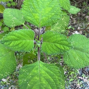 Unverified Other Wildflower or Herb by JenniferS